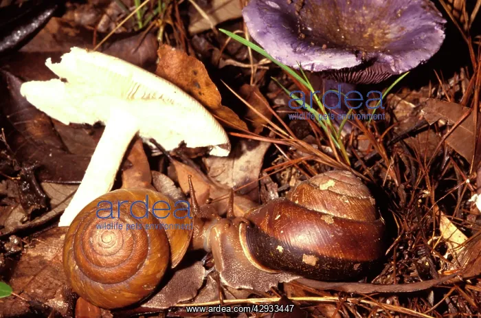 : Snails - mating near their food fungi. Ground dweller : Snails - mating near their food fungi. Ground dweller