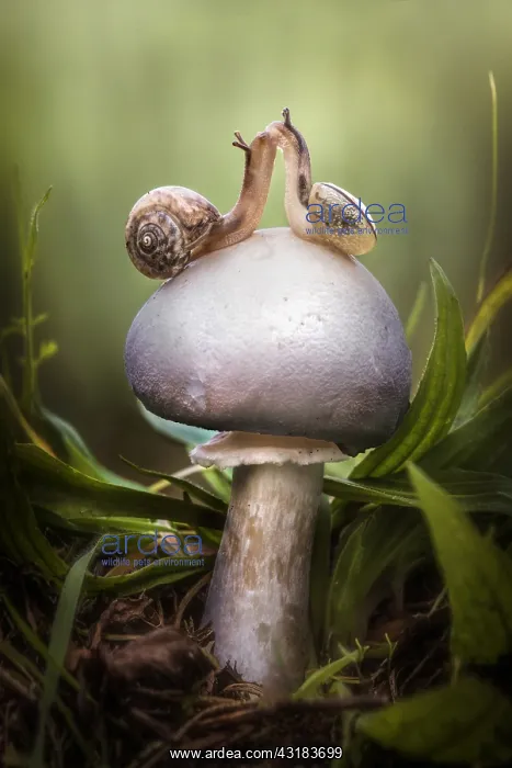 : Two snails on a white mushroom, Italy : Two snails on a white mushroom, Italy