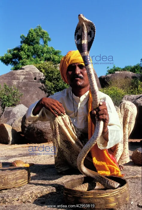 : Snake charmer and his cobra : Snake charmer and his cobra