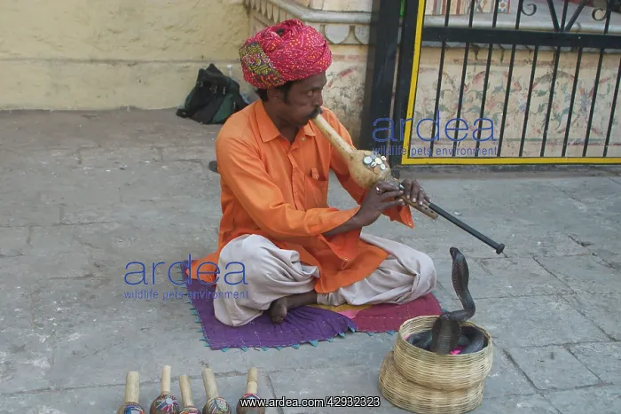 : Snake charmer - Playing pipe : Snake charmer - Playing pipe