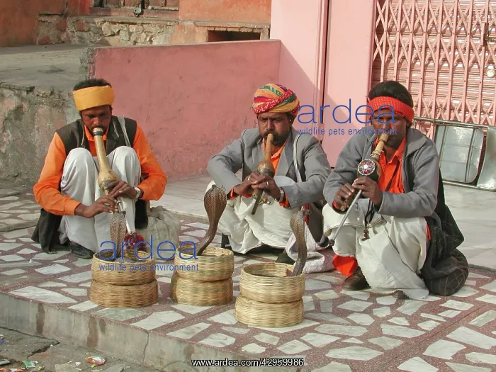  : Snake Charmers