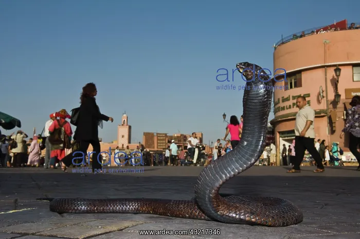 : Snake Charmers Egyptian Cobra (Naja haje) : Snake Charmers Egyptian Cobra (Naja haje)
