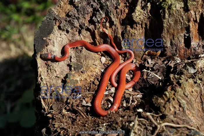 : Snake (Drepanoides anomalus). Manu Wildlife Centre Amazon Peru : Snake (Drepanoides anomalus). Manu Wildlife Centre Amazon Peru