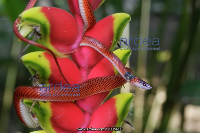 : Snake (Drepanoides anomalus). Manu Wildlife Centre Amazon Peru : Snake (Drepanoides anomalus). Manu Wildlife Centre Amazon Peru