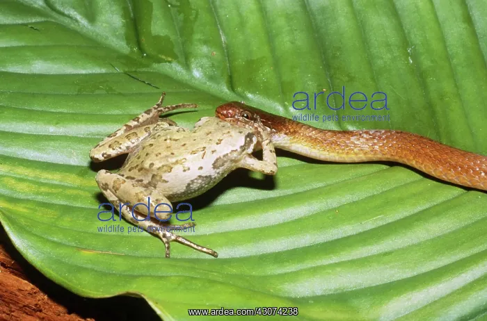 : Snake Eating a Frog : Snake Eating a Frog
