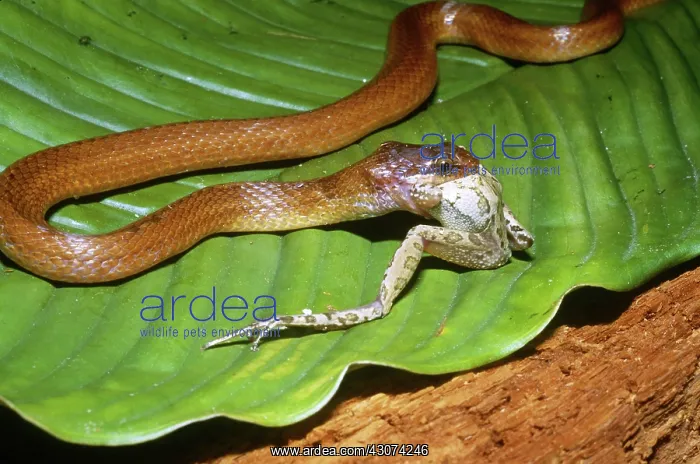 : Snake Eating a Frog : Snake Eating a Frog