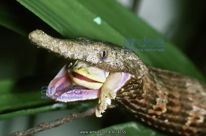 : Snake Eating a Lizard, Madagascar : Snake Eating a Lizard, Madagascar