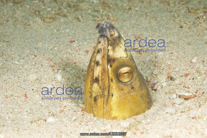 : Snake Eel (Myrichthys maculosus), Puerto : Snake Eel (Myrichthys maculosus), Puerto