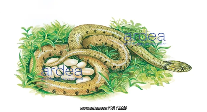 : Snake and Eggs : Snake and Eggs