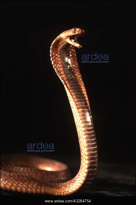 : SNAKE - EGYPTIAN COBRA : SNAKE - EGYPTIAN COBRA