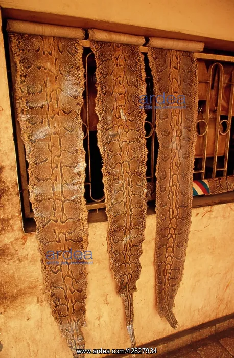 : Snake, EXPLOITATION - Python skins in market : Snake, EXPLOITATION - Python skins in market