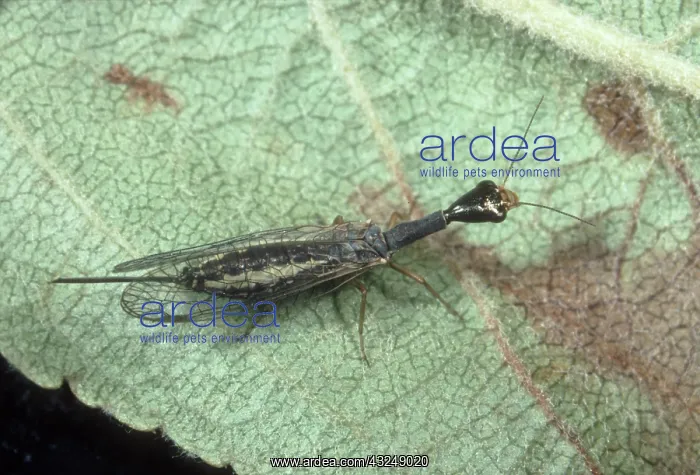 : Snake fly (Raphidia spp.) adult a minor predator in fruit orchards : Snake fly (Raphidia spp.) adult a minor predator in fruit orchards