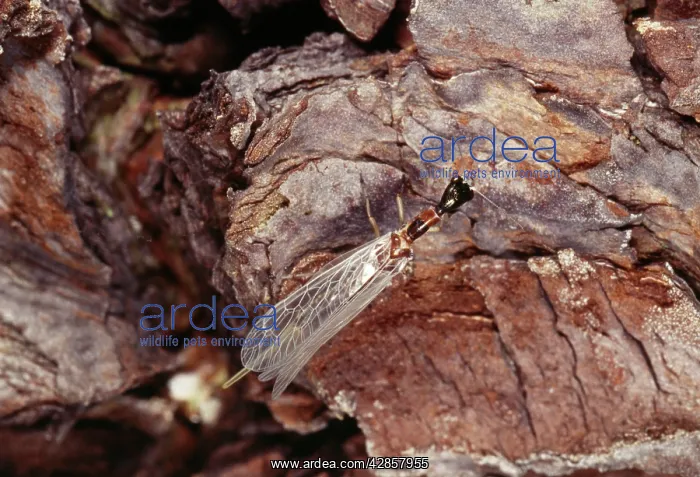 : Snake-fly - newly emerged : Snake-fly - newly emerged