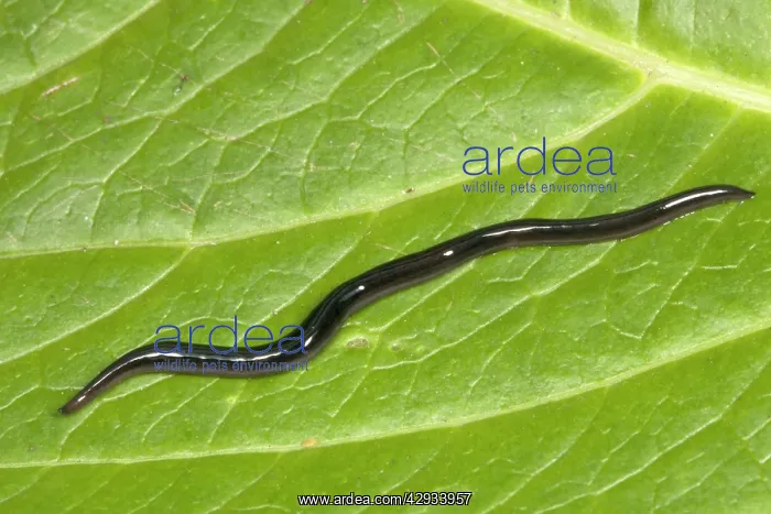 : Snake-headed Flatworm (3 cm in length) : Snake-headed Flatworm (3 cm in length)