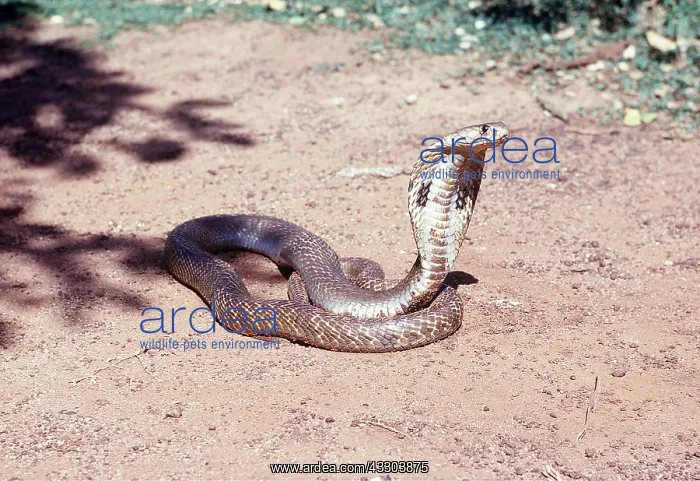 : SNAKE - INDIAN COBRA : SNAKE - INDIAN COBRA