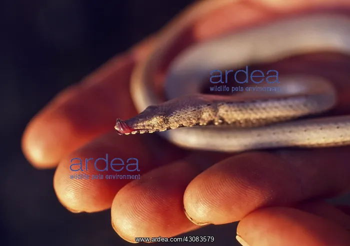 : Snake Lizard : Snake Lizard