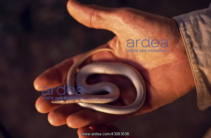 : Snake Lizard : Snake Lizard