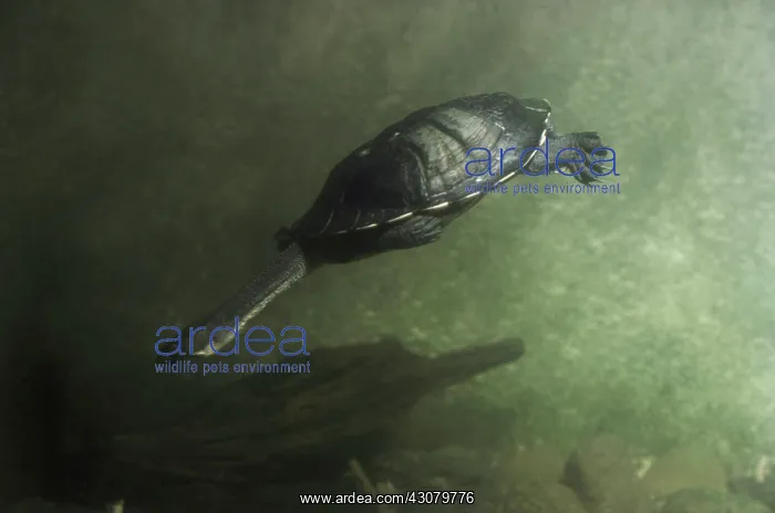 : Snake-necked Turtle : Snake-necked Turtle