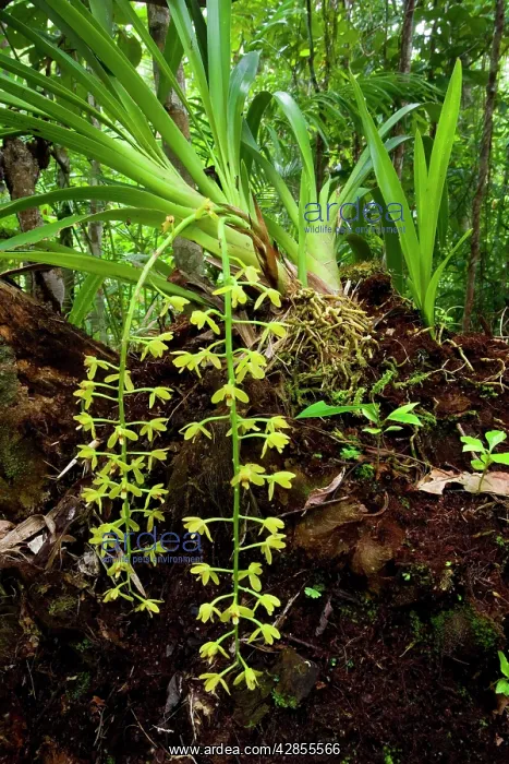  : Snake Orchid - epiphytic orchid grows on a tree