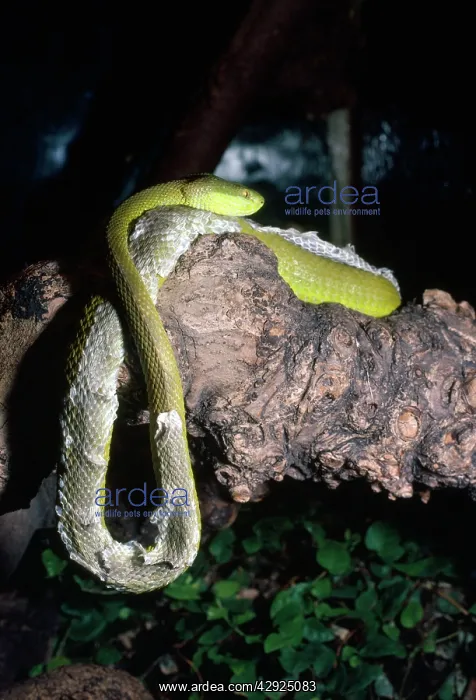  : SNAKE - Pope's Pit Viper - shedding skin