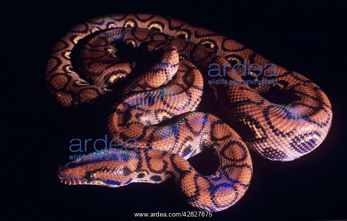 : Snake, Rainbow BOA : Snake, Rainbow BOA