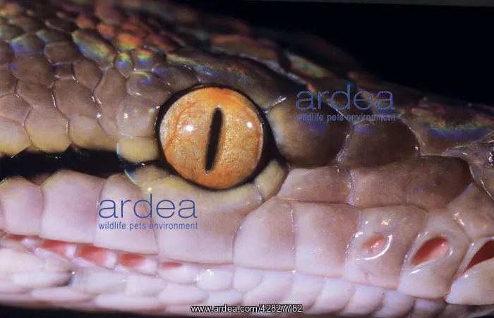 : Snake, Reticulated PYTHON - Close up of eye and : Snake, Reticulated PYTHON - Close up of eye and