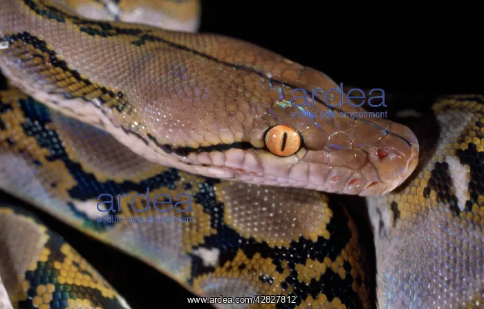: Snake, Reticulated PYTHON - Close up of eye and : Snake, Reticulated PYTHON - Close up of eye and