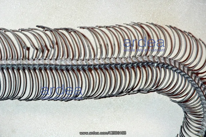  : Snake ribs