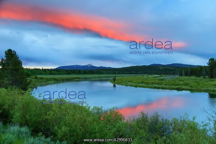 : Snake River - at dawn - Oxbow Bend Grand Teton National : Snake River - at dawn - Oxbow Bend Grand Teton National