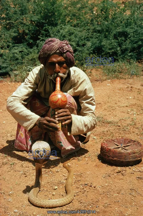 : SNAKE - Snake Chamer, playing musical instrument : SNAKE - Snake Chamer, playing musical instrument