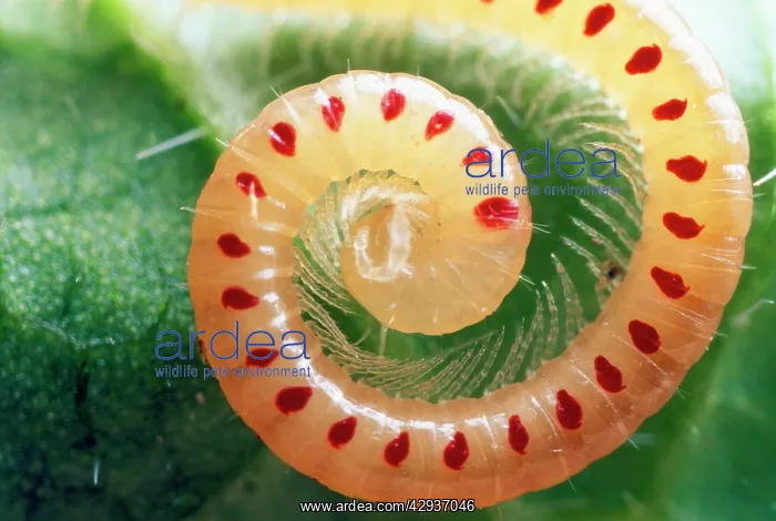 : Snake-Spotted Millipede : Snake-Spotted Millipede