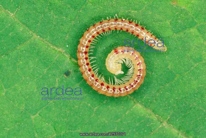 : Snake-Spotted Millipede : Snake-Spotted Millipede