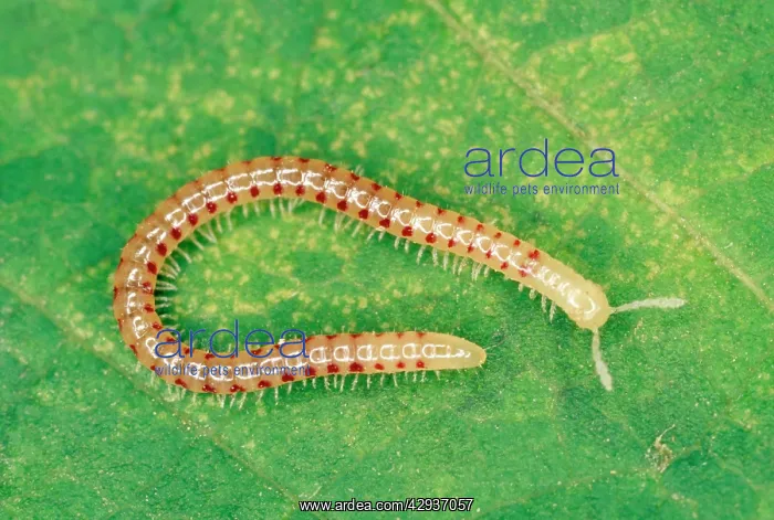 : Snake-Spotted Millipede - On leaf : Snake-Spotted Millipede - On leaf