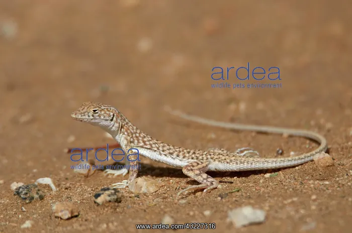 : Snake-tailed fringe-toad lizard (Acanthodactylus : Snake-tailed fringe-toad lizard (Acanthodactylus