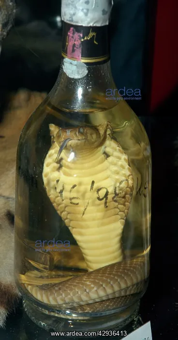 : Snake Wine - featuring a king cobra. CITES confiscation : Snake Wine - featuring a king cobra. CITES confiscation