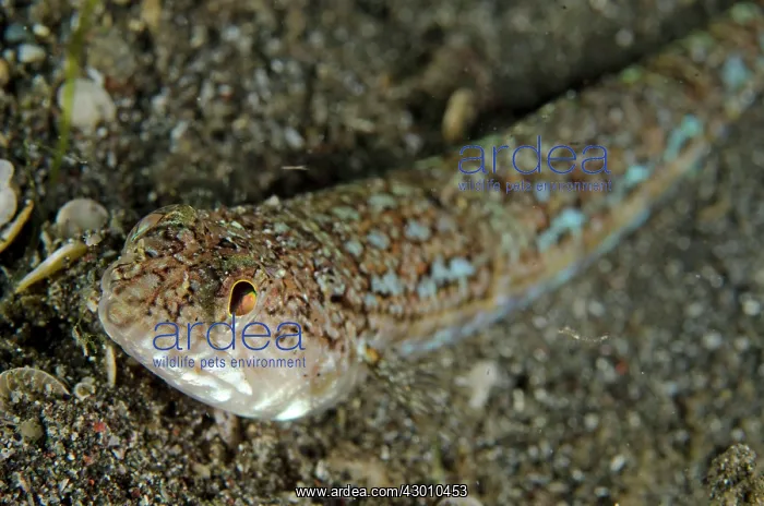 : Snakefish partially buried in sand waiting to ambush : Snakefish partially buried in sand waiting to ambush