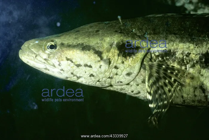 : Snakehead Fish : Snakehead Fish