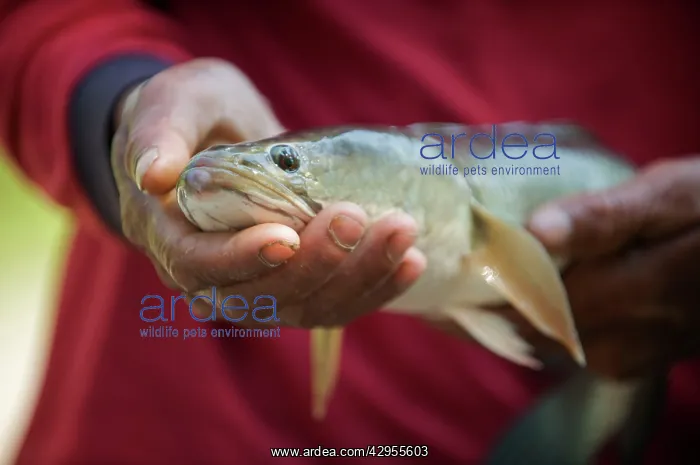 : Snakehead fish - being held : Snakehead fish - being held