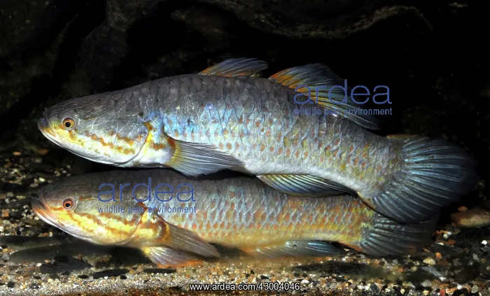 : Snakehead Gudgeon : Snakehead Gudgeon