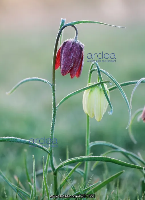 : SnakeIs head FRITILLARIES : SnakeIs head FRITILLARIES