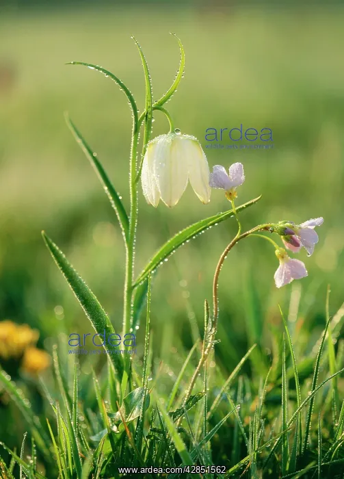 : SnakeIs head FRITILLARY and LADYIS SMOCK / CUCKOO FLOWER : SnakeIs head FRITILLARY and LADYIS SMOCK / CUCKOO FLOWER