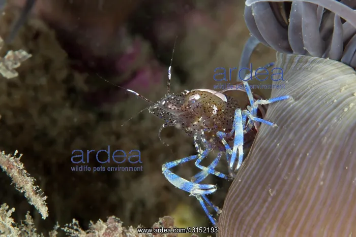 : Snakelock anemone : Snakelock anemone