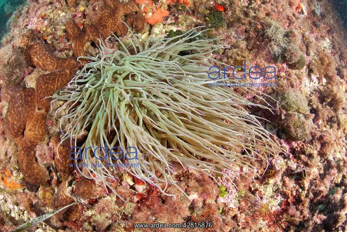 : Snakelocks anemone, Anemonia viridis, formerly A. sulcata, I : Snakelocks anemone, Anemonia viridis, formerly A. sulcata, I