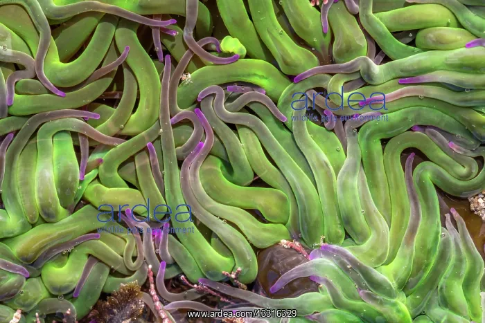 : Snakelocks Anemone - UK : Snakelocks Anemone - UK