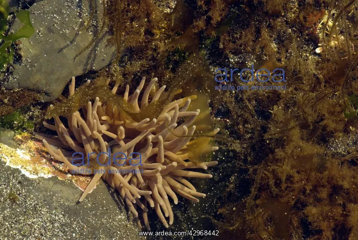 : Snakelocks Anemones - at low tide : Snakelocks Anemones - at low tide