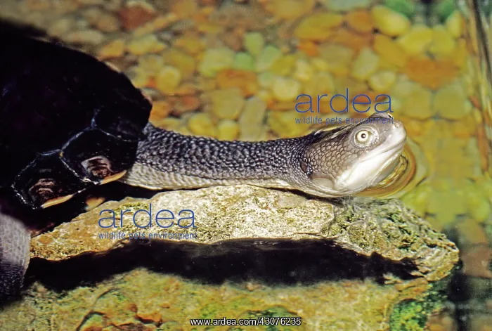 : Snakeneck Turtle (Chelodina longicollis) : Snakeneck Turtle (Chelodina longicollis)