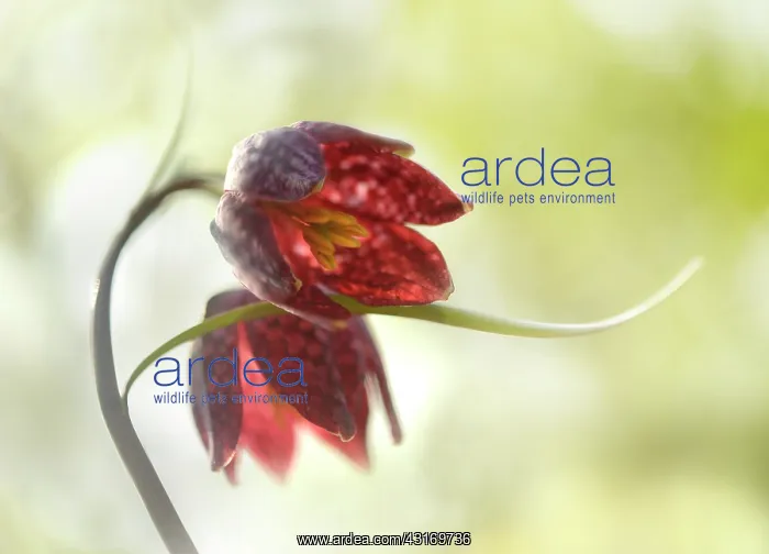 : Snake's Head (Fritillaria meleagris) flowering in sunlight : Snake's Head (Fritillaria meleagris) flowering in sunlight