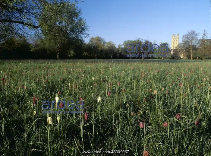 : SNAKE'S HEAD FRITILLARIES : SNAKE'S HEAD FRITILLARIES
