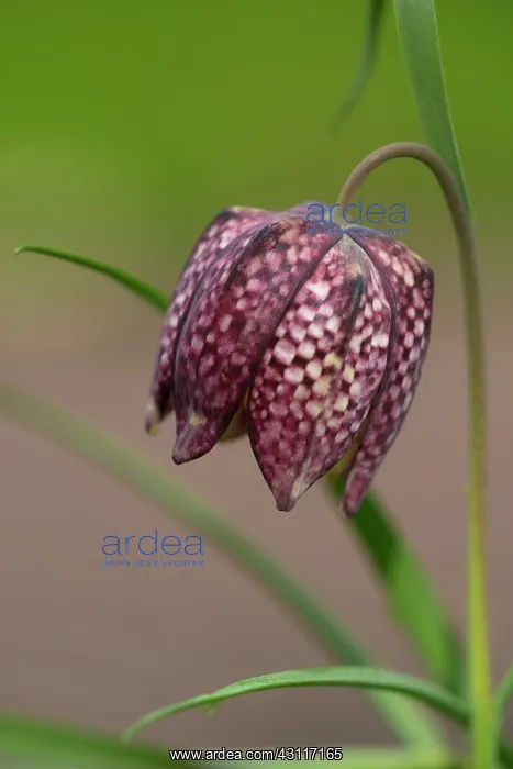 : Snake's Head Fritillary : Snake's Head Fritillary