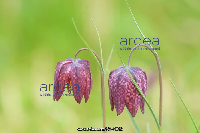 : Snake's Head Fritillary : Snake's Head Fritillary